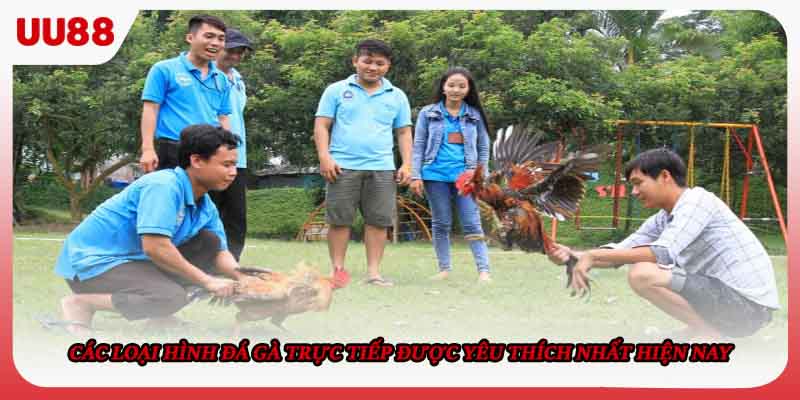 Các loại hình đá gà trực tiếp được yêu thích nhất hiện nay