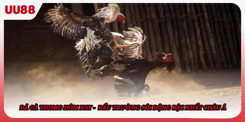 Đá Gà Thomo Hôm Nay - Đấu Trường Sôi Động Bậc Nhất Châu Á