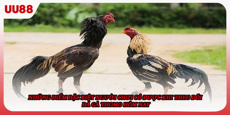 Những điểm đặc biệt người chơi có được khi theo dõi đá gà Thomo hôm nay